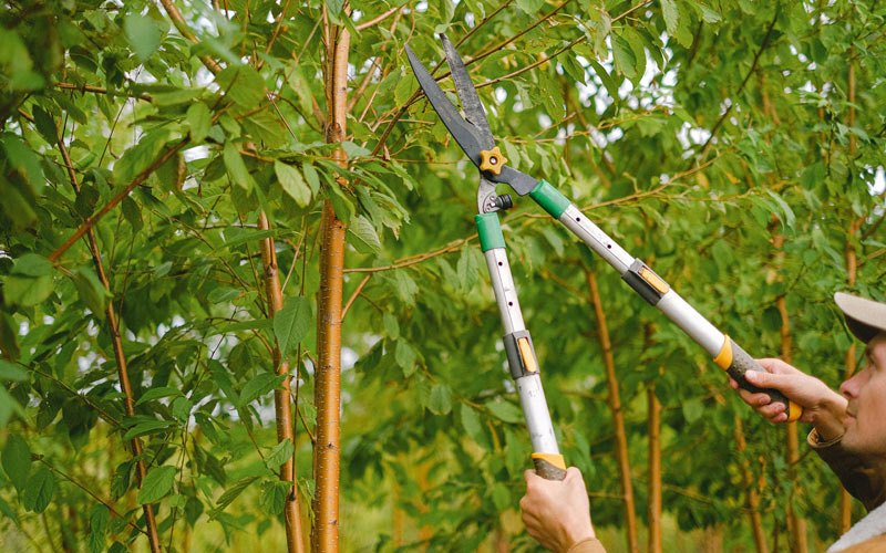 Tree trimming in Greenfield, CA